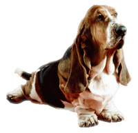 Basset-Hound