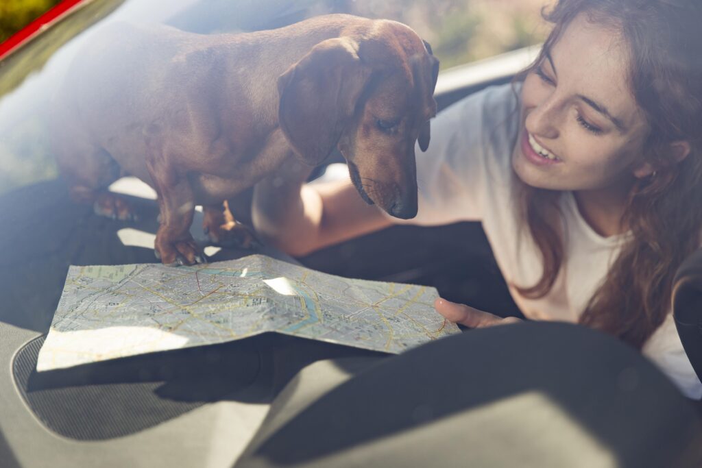 Asistencia en Carretera Seguro de Coche Perros