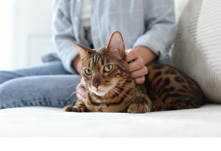seguro mascotas gato