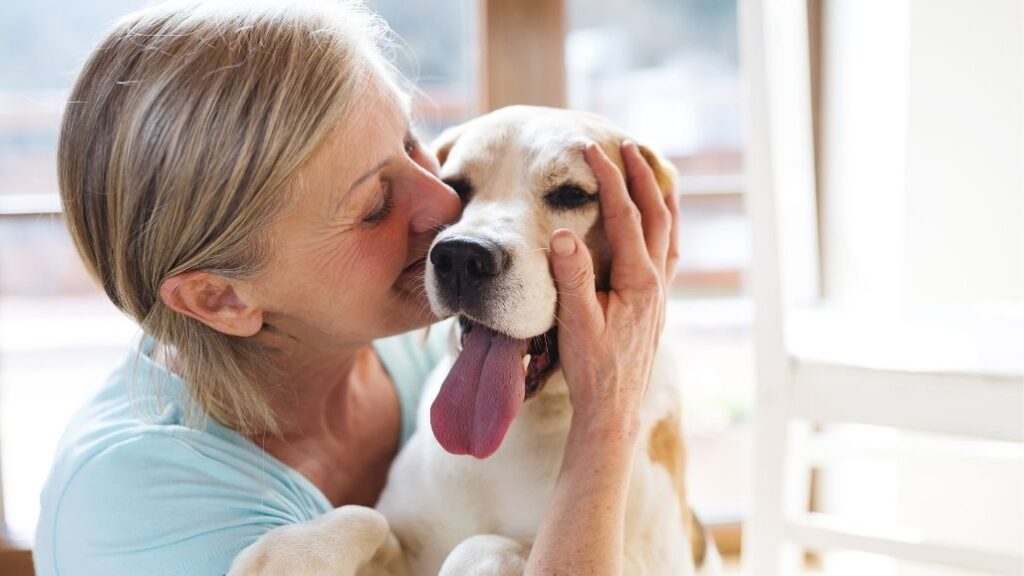 seguro para perros