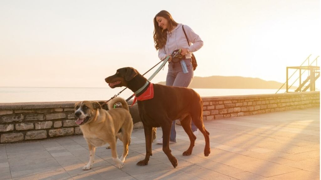seguro para perros