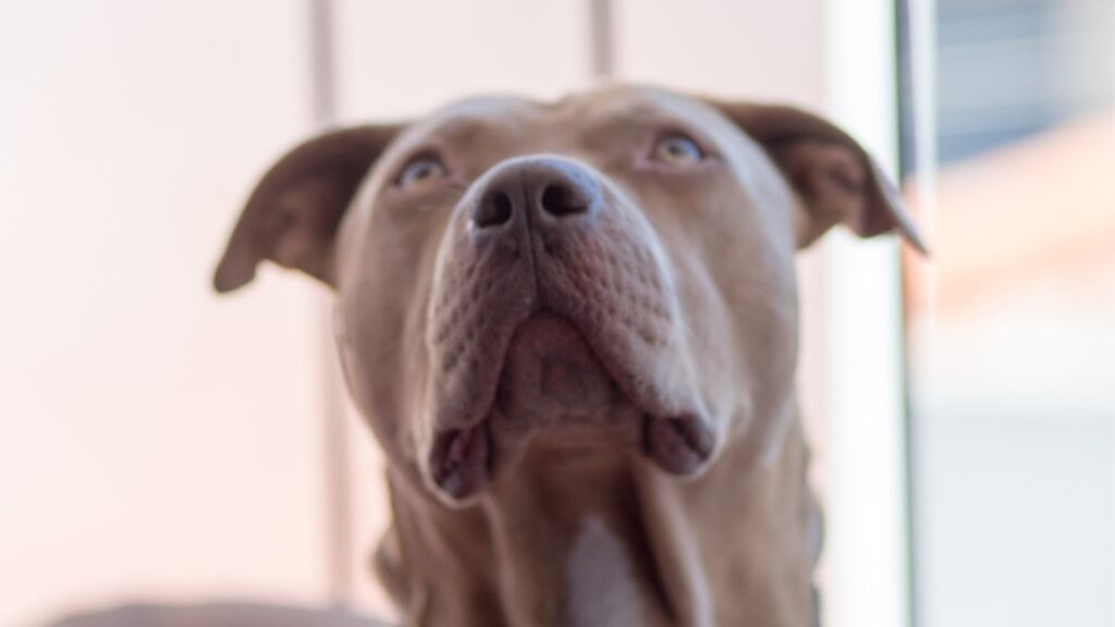 seguro para perros