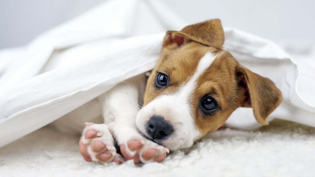 seguro para perros