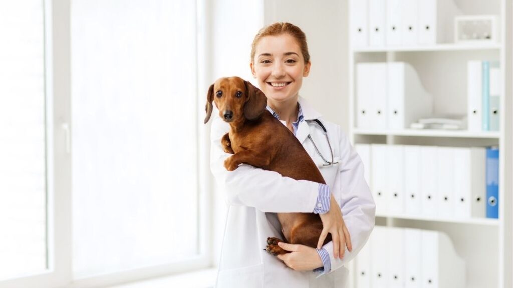 seguro para perros
