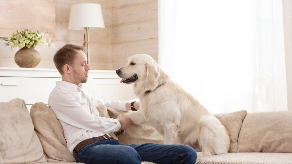 seguro para perros
