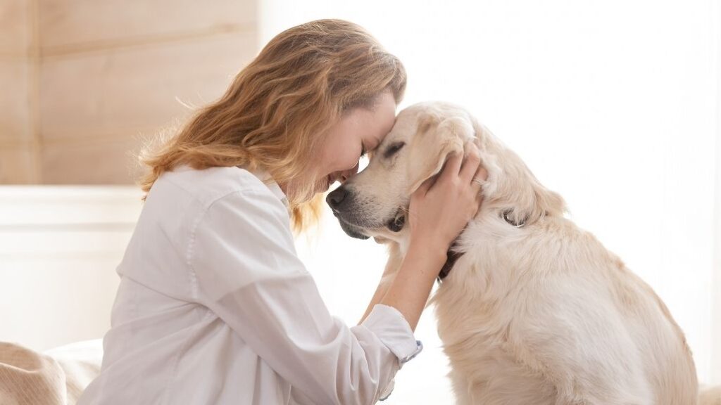 seguro para perros